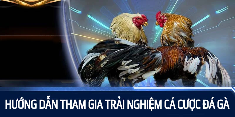 Hướng dẫn tham gia trải nghiệm cá cược đá gà